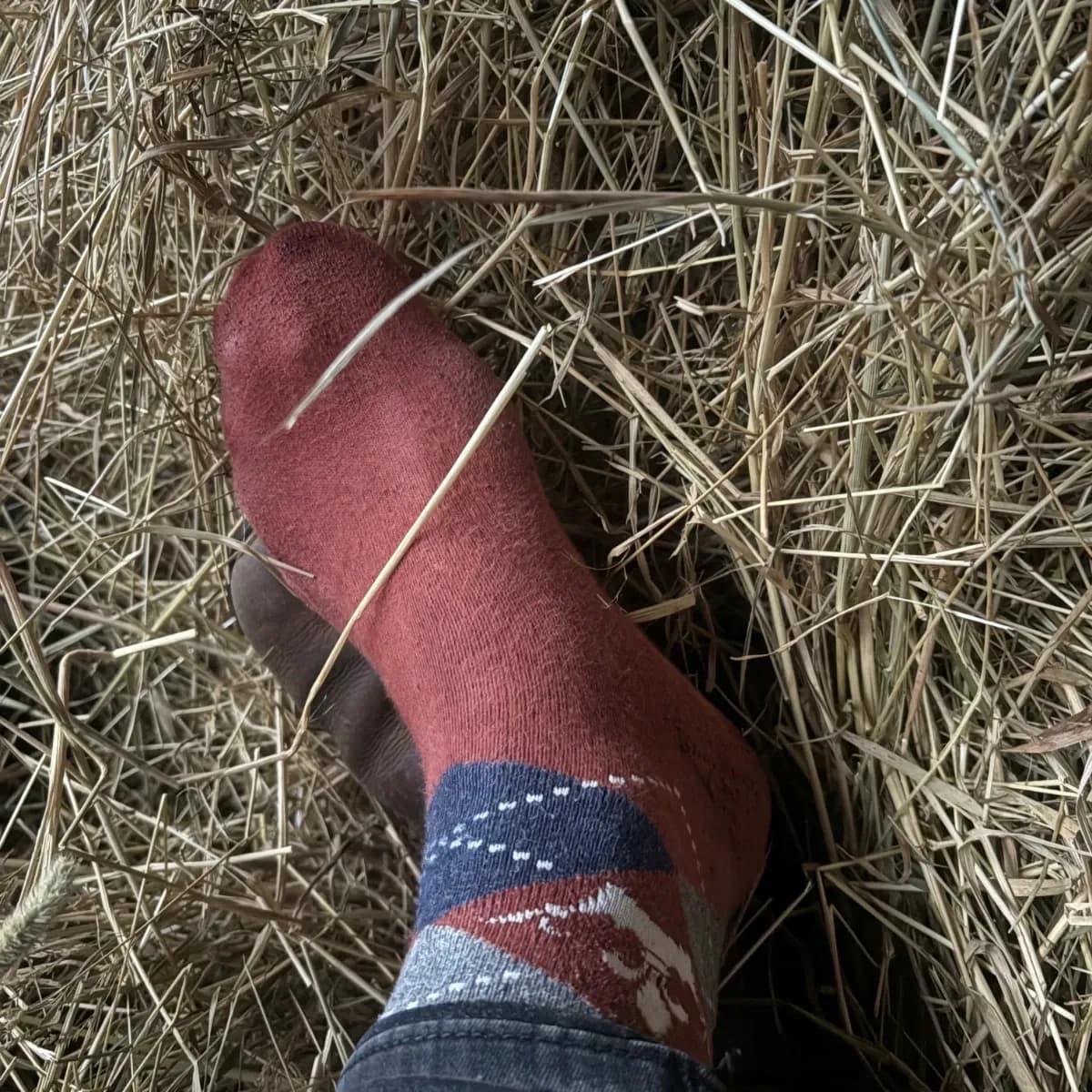 Reitsocken, zwei Tage intensiv bei der Arbeit mit Pferd und der Stallarbeit getragen, Gr. 39-40