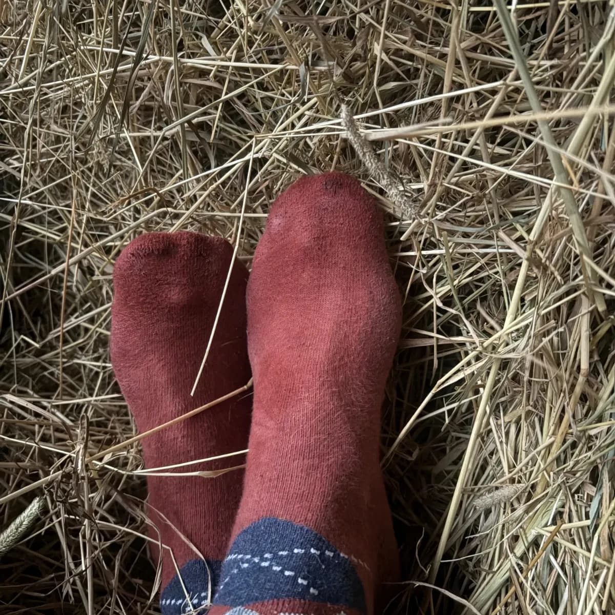 Reitsocken, zwei Tage intensiv bei der Arbeit mit Pferd und der Stallarbeit getragen, Gr. 39-40